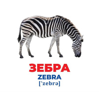 Набір розвиваючих карток Геній з пелюшок "Тварини різних широт" 10107200, 17 карток