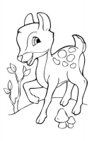 Дитяча розмальовка "Подивися і розфарбуй: Звірятка" 628008