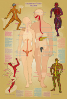 Дитяча навчальна гра з багаторазовими наклейками "Тіло людини" KP-004y укр. мовою