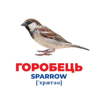 Набір розвиваючих карток Геній з пелюшок "Птахи України" Ранок 10107193У, 17 карток